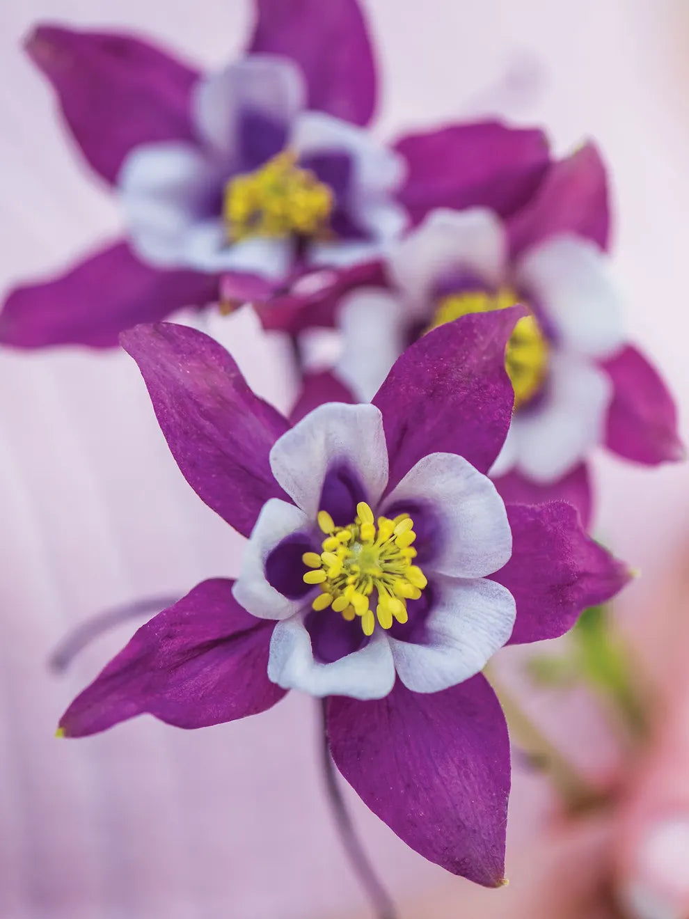 Non-GMO Purple & White Aquilegia Seeds for Gardening