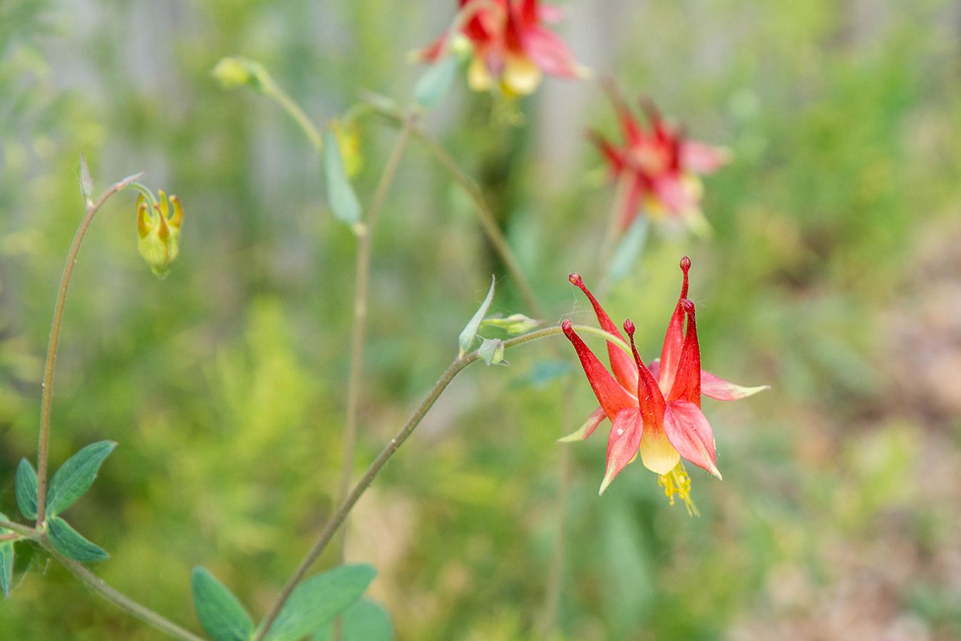 Non-GMO Orange & White Aquilegia Seeds for Home Gardening