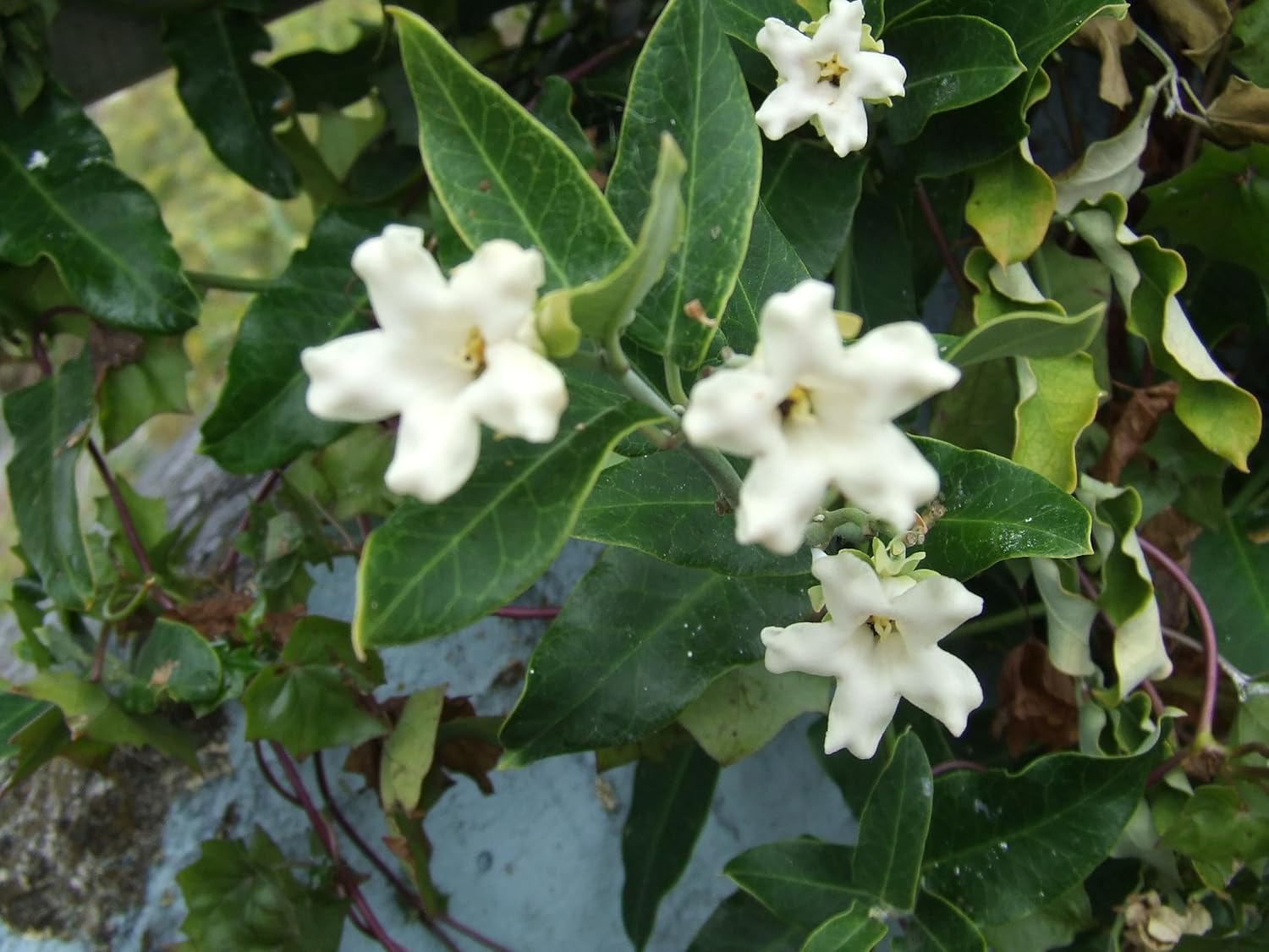 Non-GMO Araujia Climbing Flower Seeds