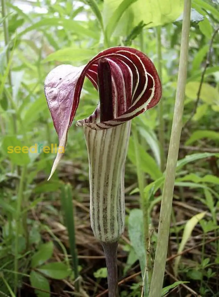 Non Gmo Arisarum Vulgare