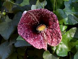 Non-GMO Aristolochia Elegans Flower Seeds