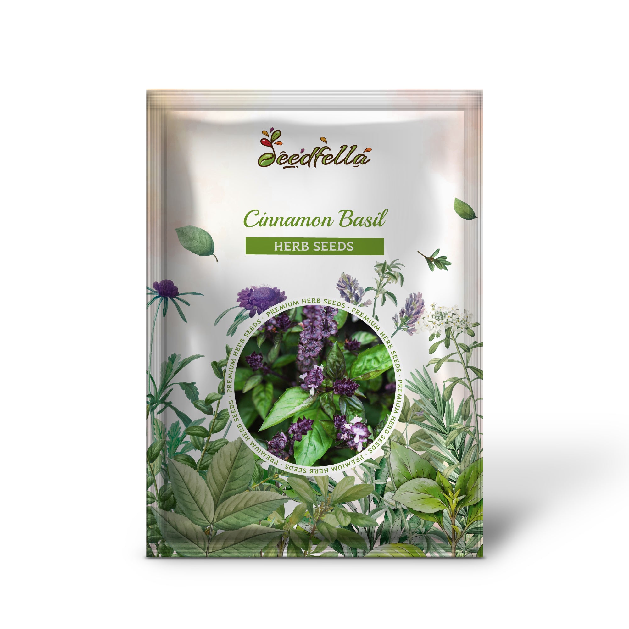 Non GMO Cinnamon Basil seedlings emerging from soil