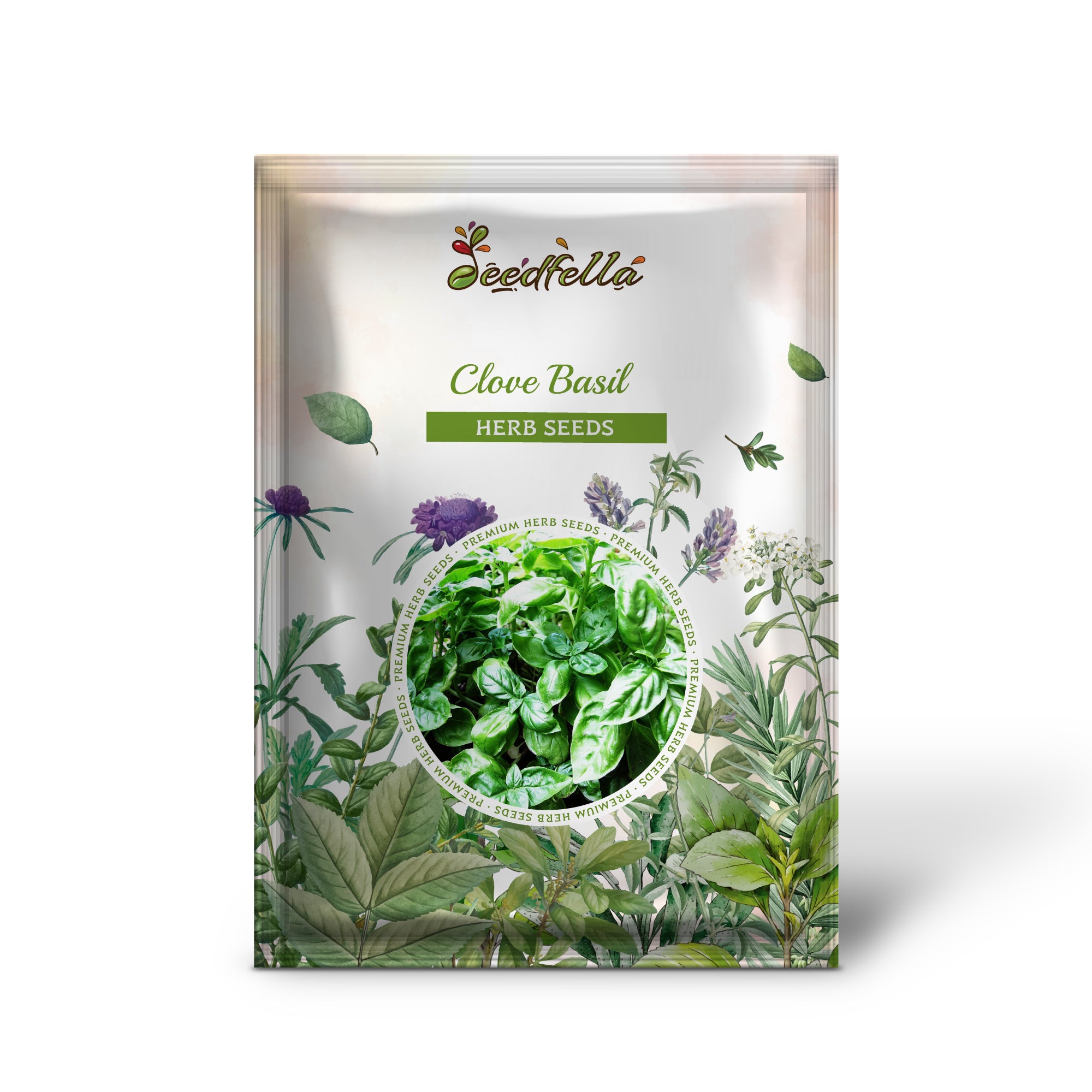 Non GMO Clove Basil seedlings emerging from soil