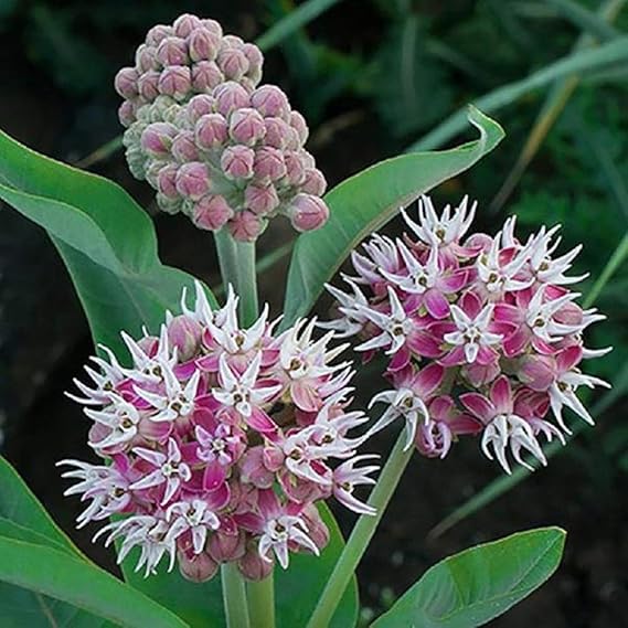 Non-GMO Asclepias Speciosa Milkweed Seeds