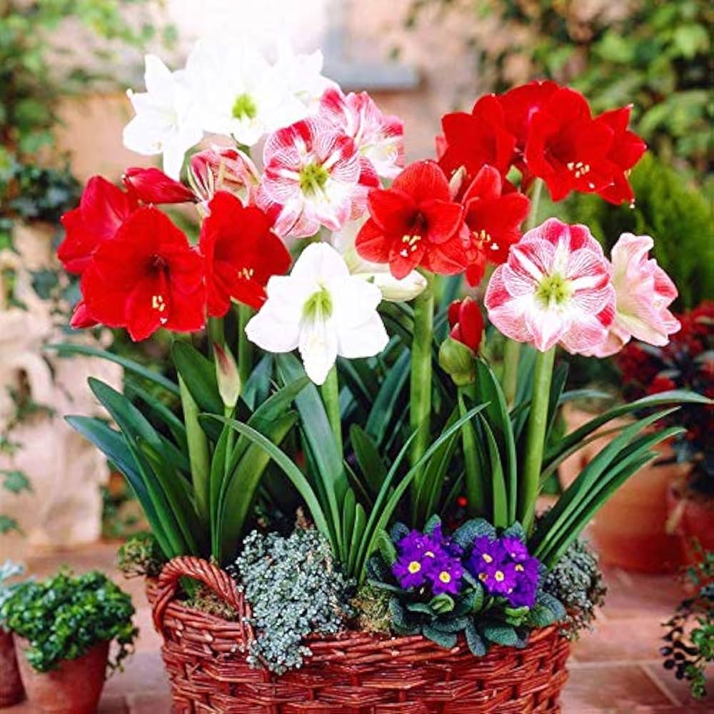 Non-GMO Ash Amaryllis Seeds for Gardening