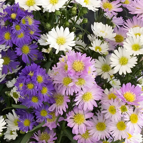 Non-GMO Violet Aster Seeds for Planting