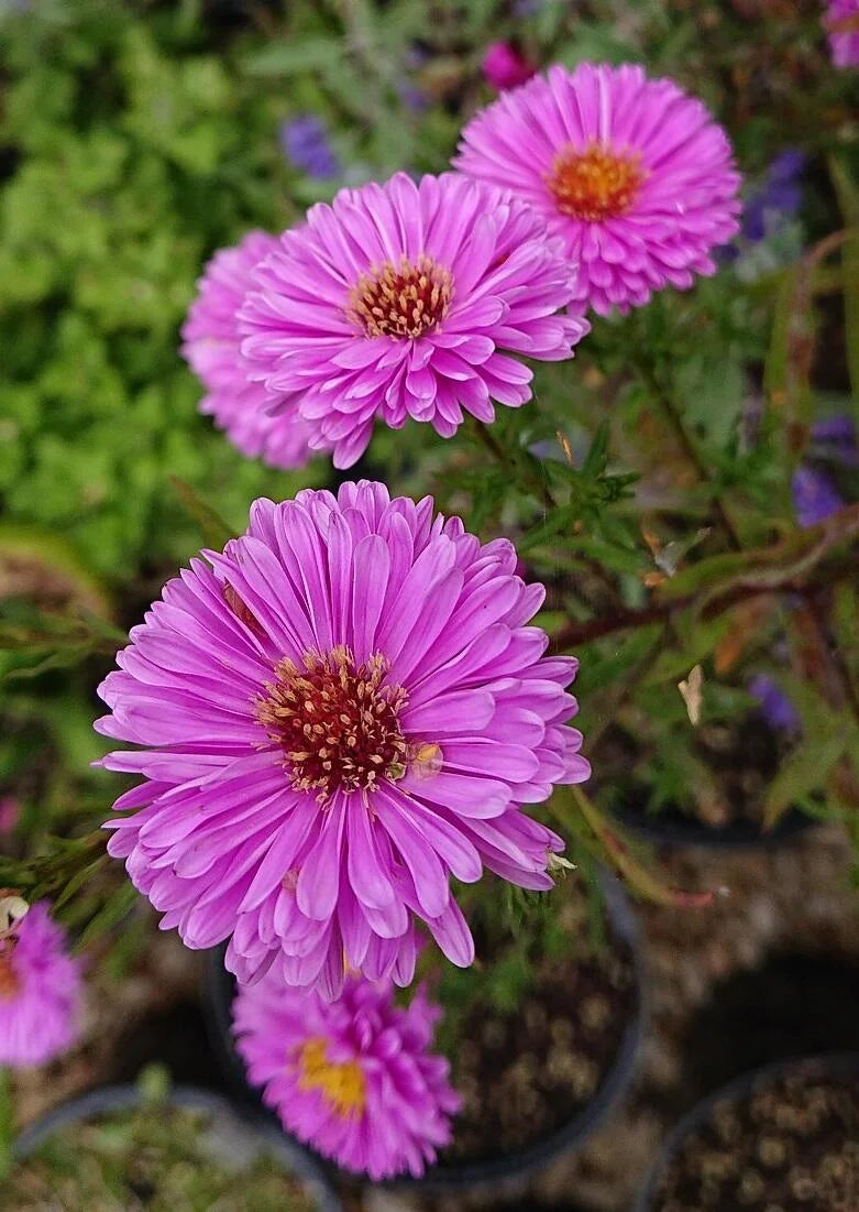 Non-GMO Aster Novi-Belgii Flower Seeds