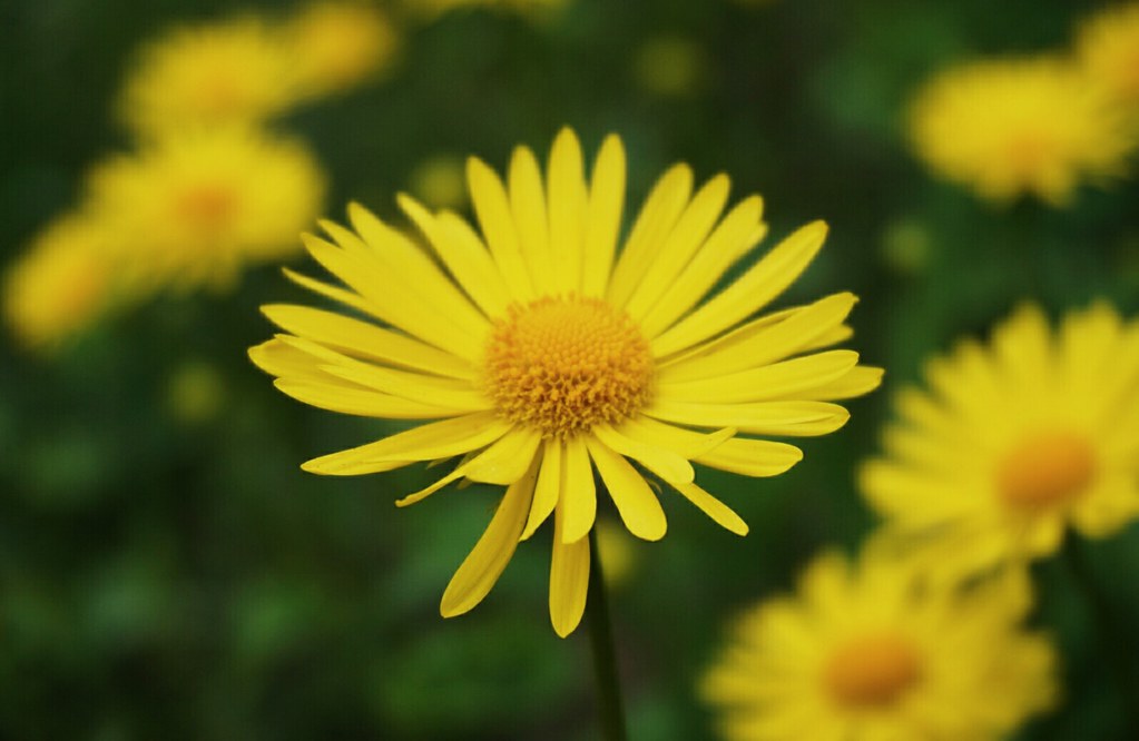Premium Non-GMO Yellow-Green Aster Seeds