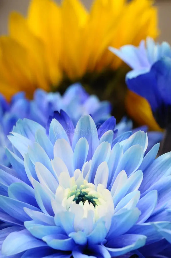 Premium Non-GMO Aster Seeds