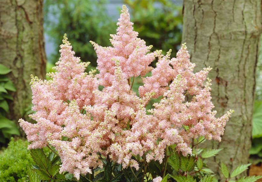 Non-GMO Astilbe Seeds for Home Gardening