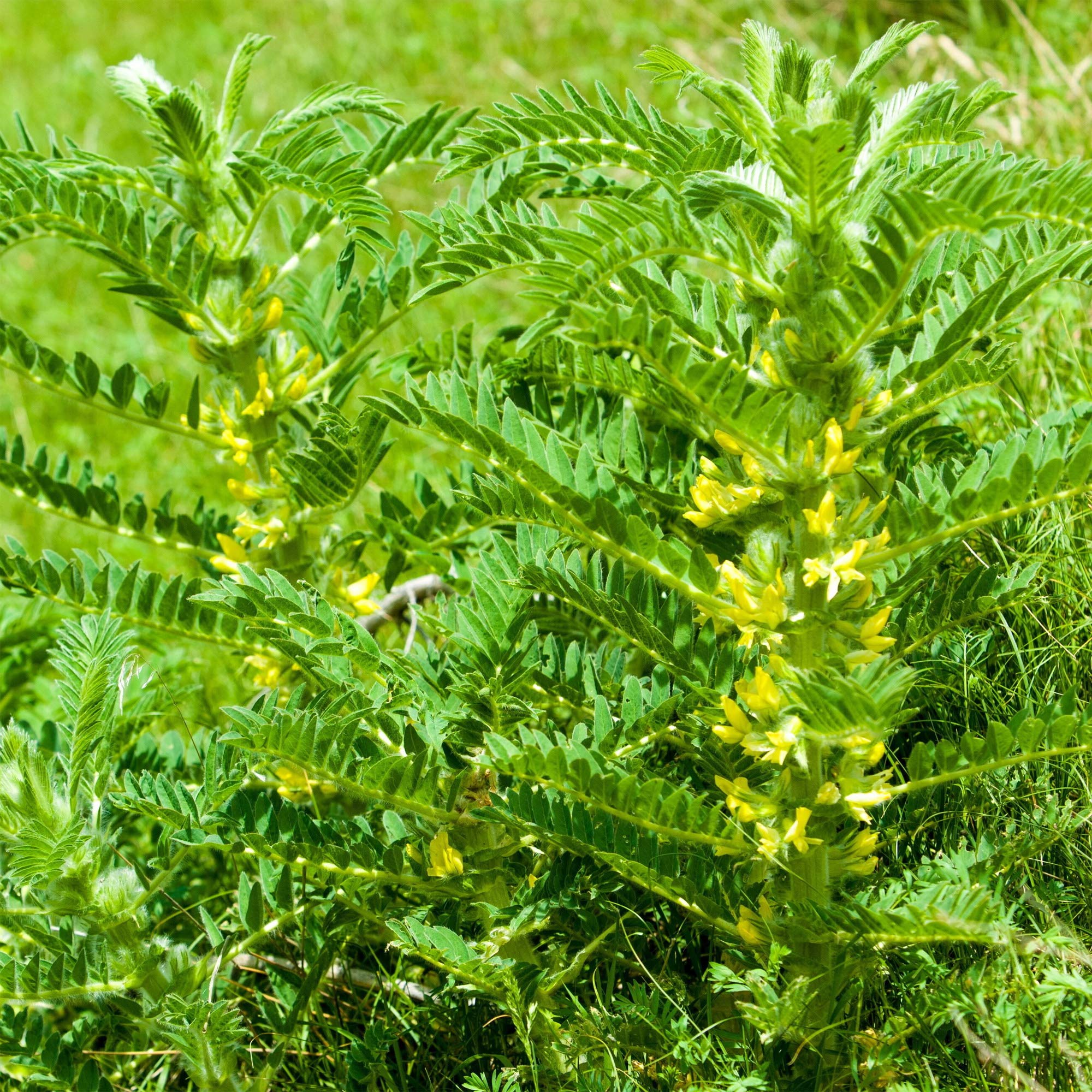 Non-GMO Astragalus seeds producing feathery textured foliage