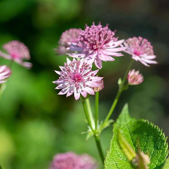 Non-GMO Astrantia Pincushion Seeds