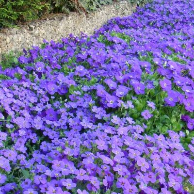 Non-GMO Blue Aubrieta Flower Seeds