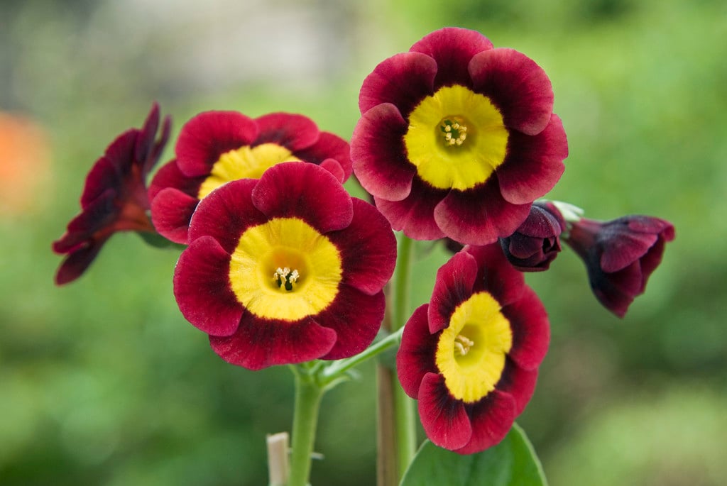 Non Gmo Auricula Seeds