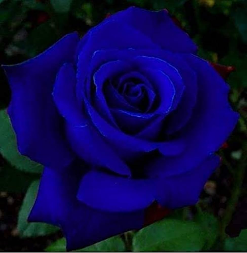 Non-GMO Away Dark Blue Rose Seeds for Home Gardening