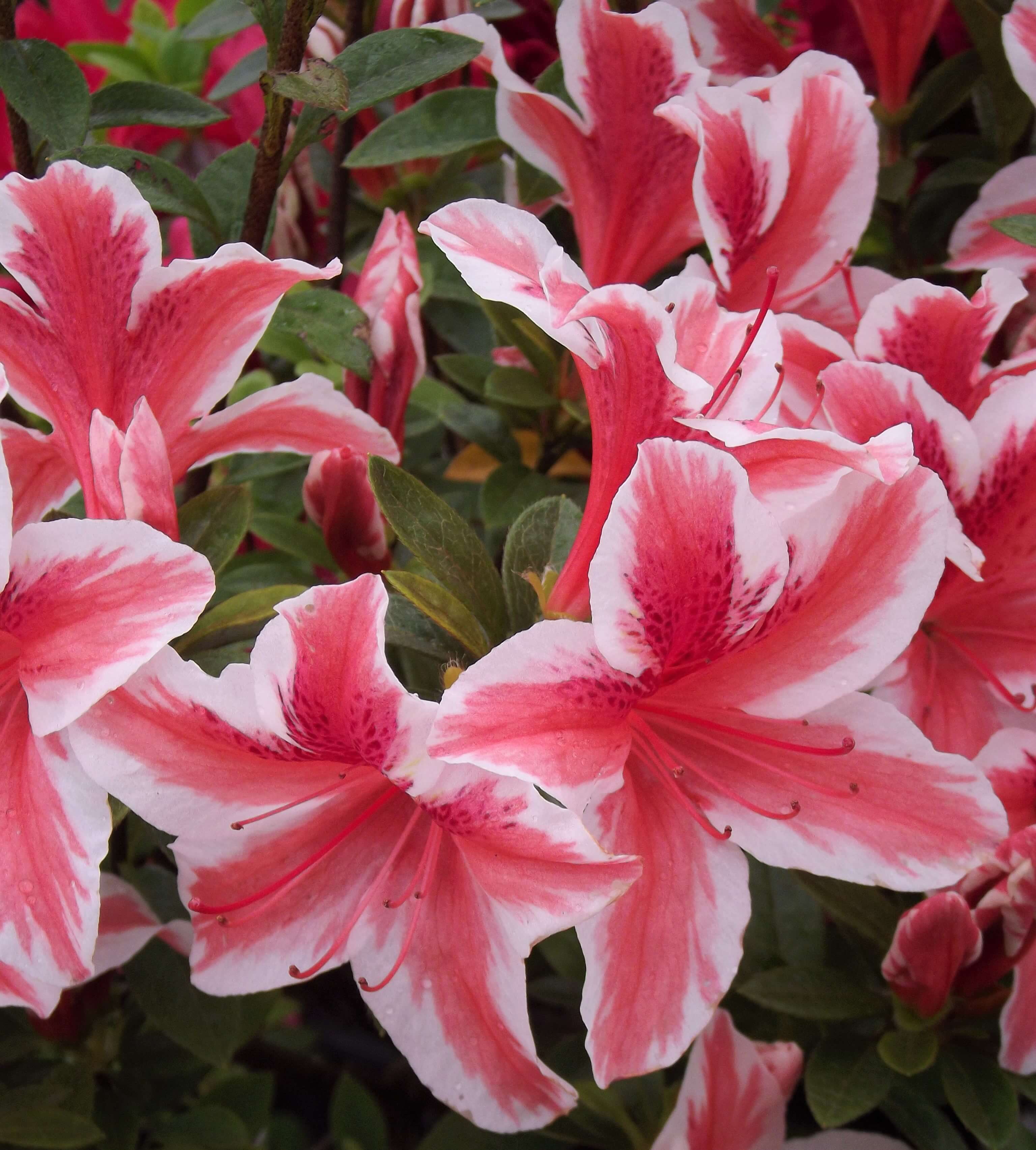 Non-GMO Azalea Pink Flower Seeds