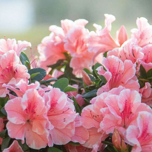 Non-GMO Azalea Seeds for Garden Planting