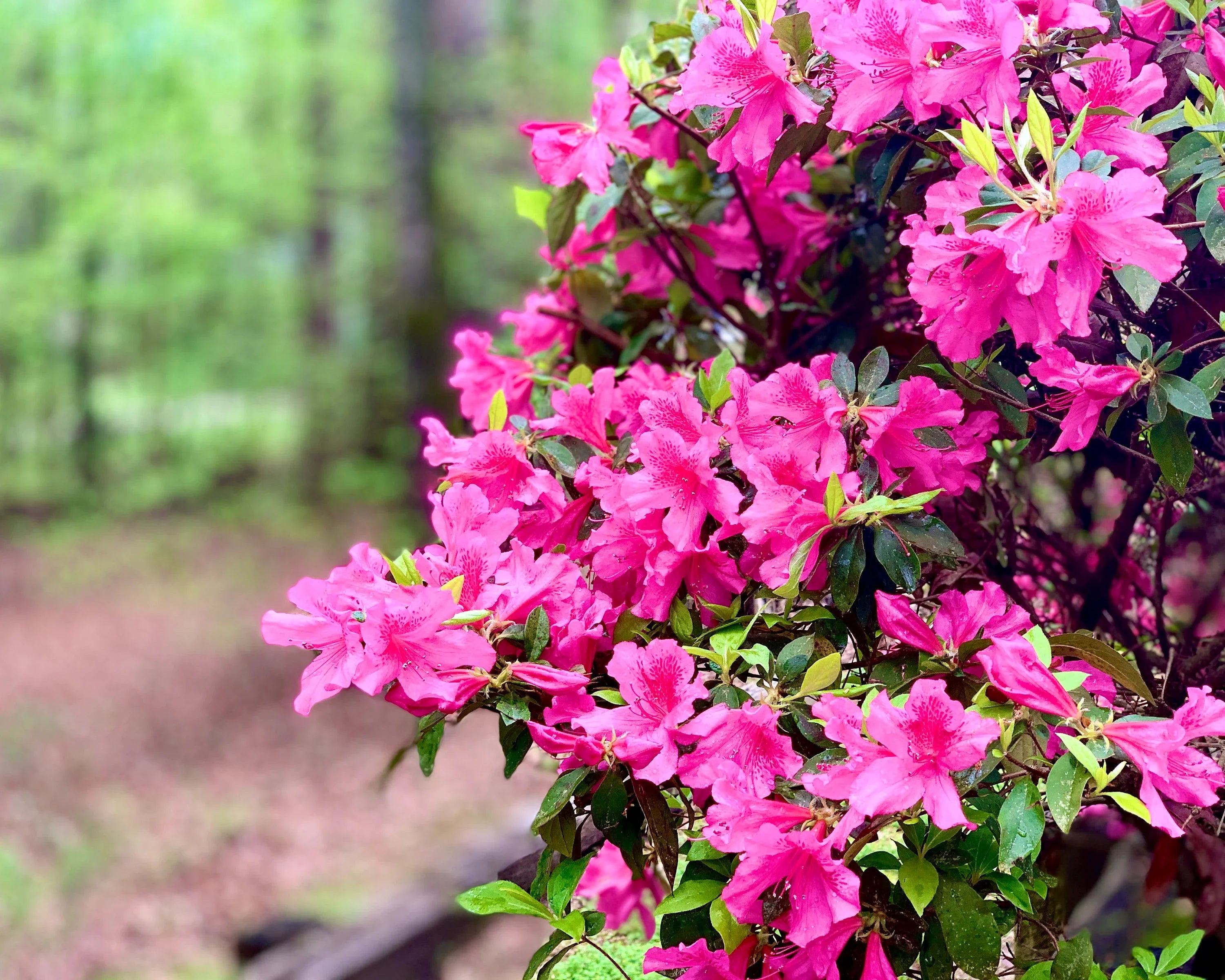 Non-GMO Azalea Seeds for Home Gardening
