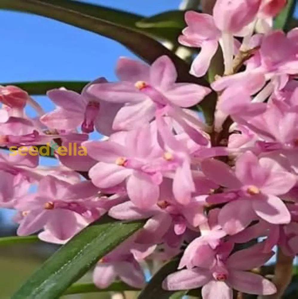 Non Gmo Baby Pink Ascocentrum Seeds