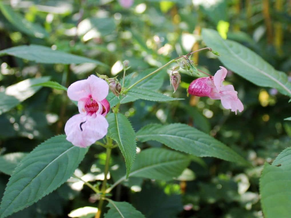 Non-GMO Baby Pink Balsam Seeds for Gardening