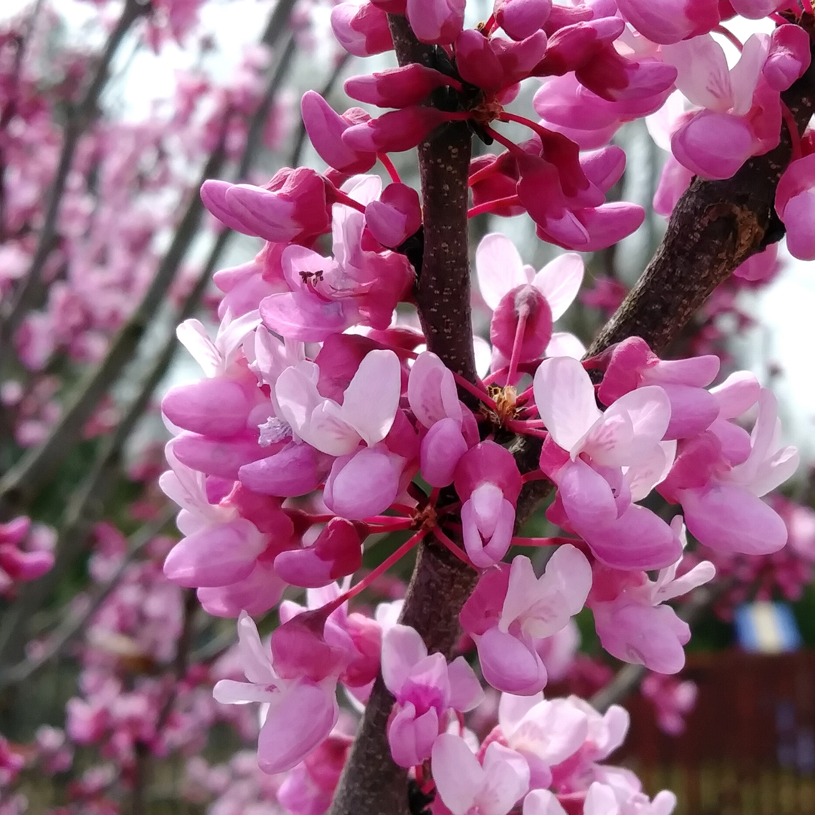 Non-GMO Baby Pink Redbud Tree Seeds