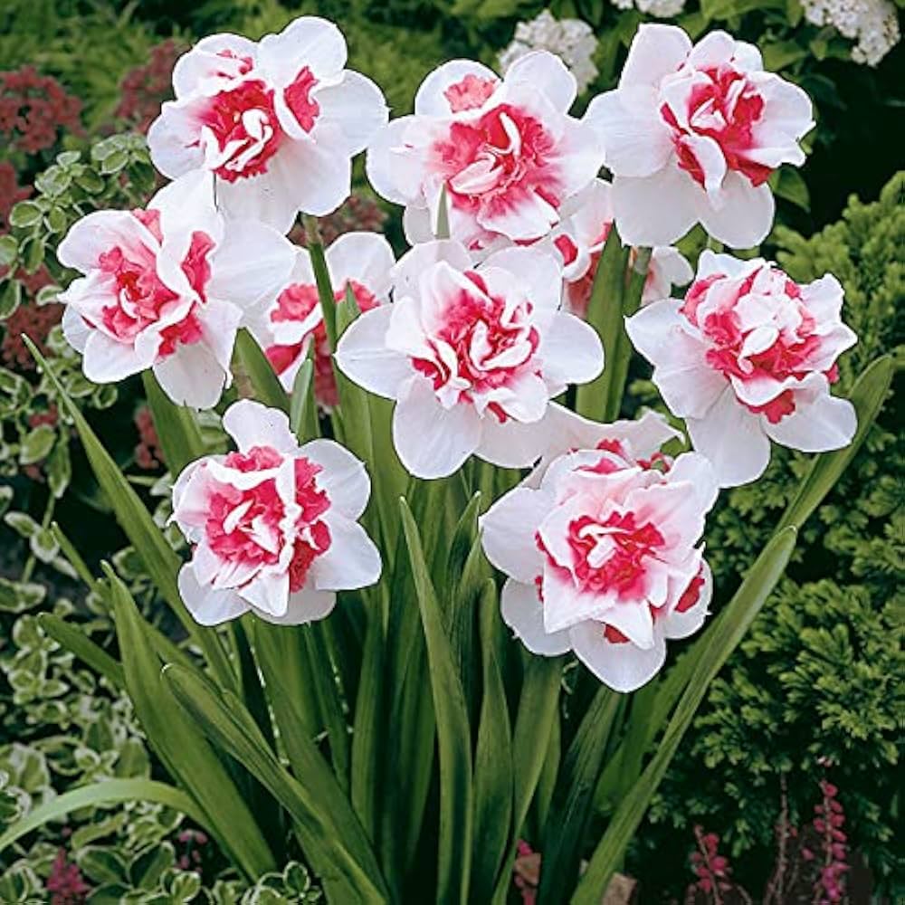 Non-GMO Baby Pink & White Daffodil Seeds for Gardening