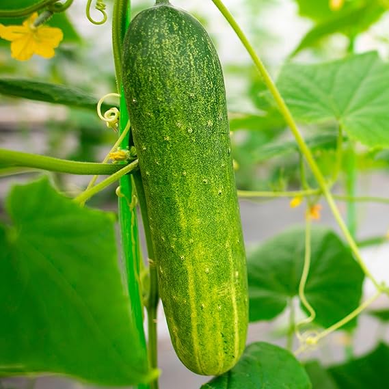 Non-GMO balcony cucumber seeds for planting