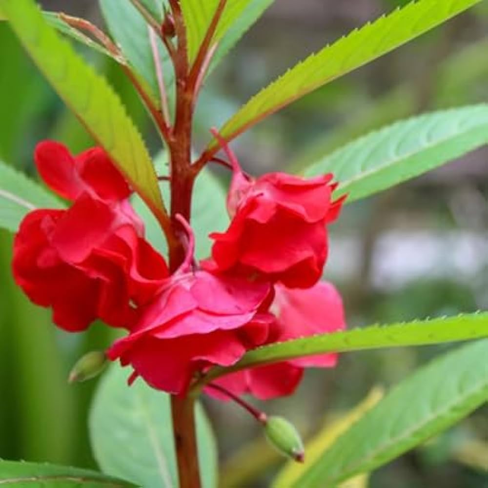 Non-GMO Balsam Flower Seeds for Gardening