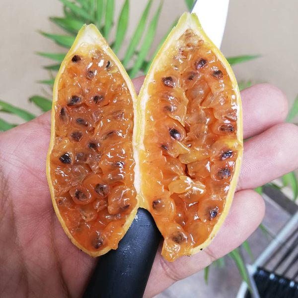 Non-GMO Banana Passion Fruit seeds for easy tropical planting