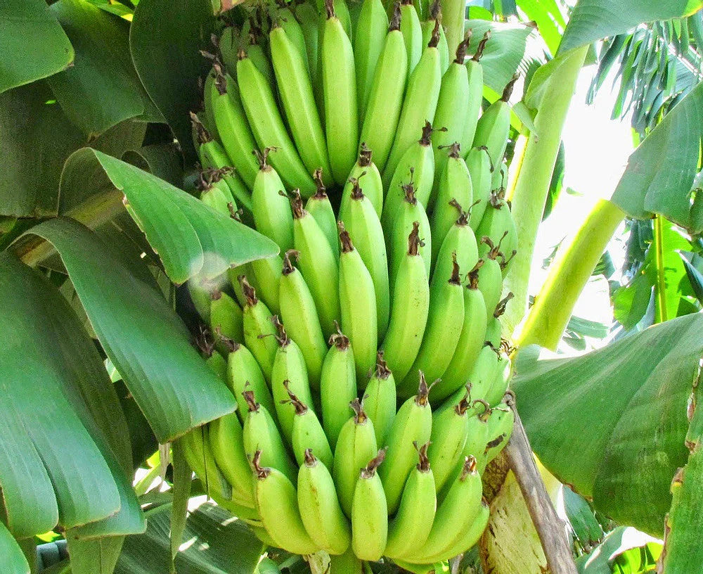 Non-GMO banana seeds for indoor and outdoor gardens