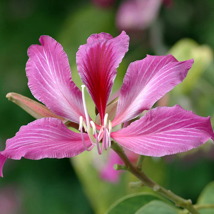 Non-GMO Bauhinia Tree Seeds for Gardening