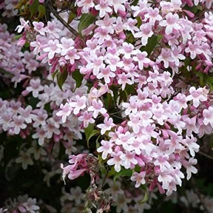 Non-GMO Beauty Bush seeds ornamental flowering shrub