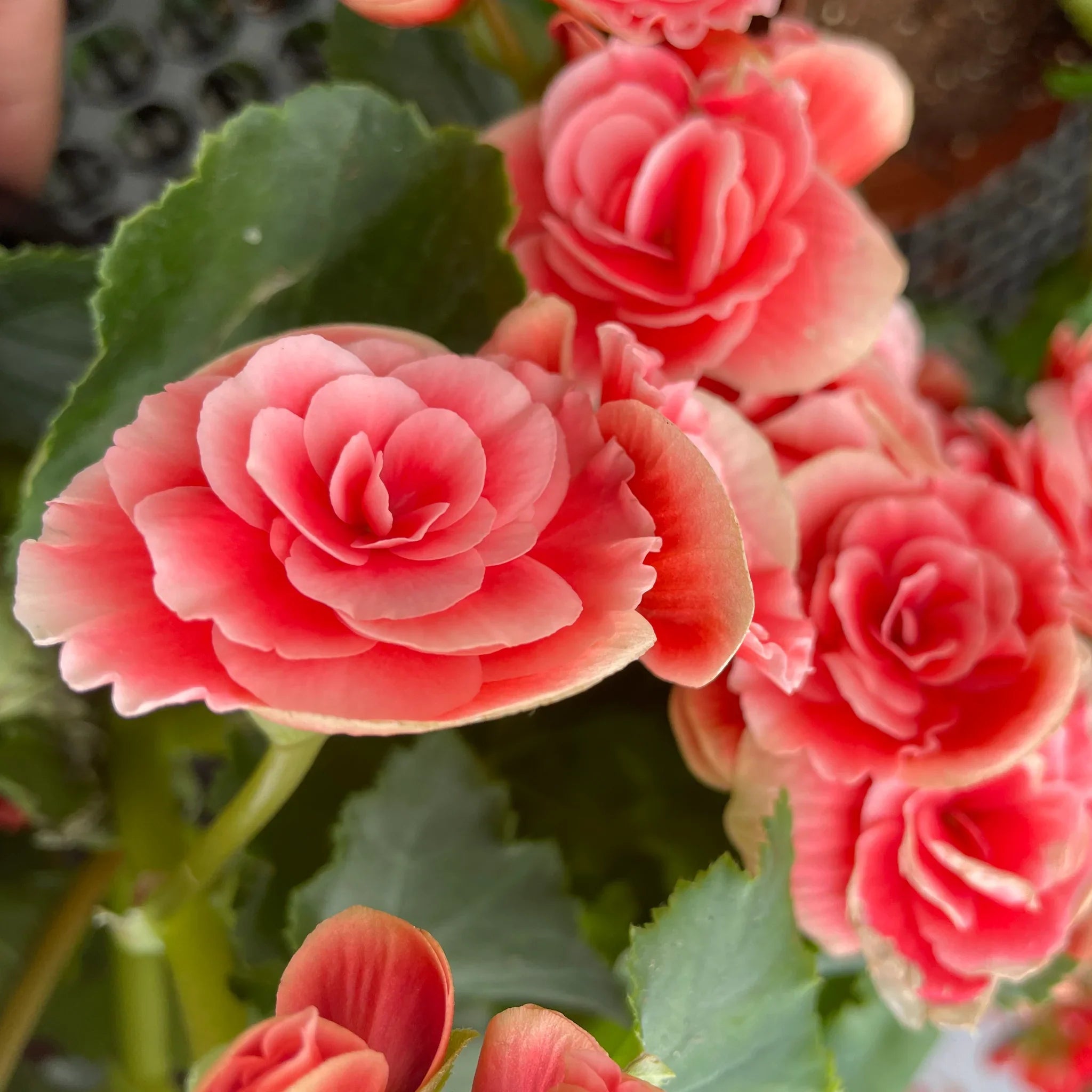 Non-GMO Begonia Flower Seeds for Easy Home Planting