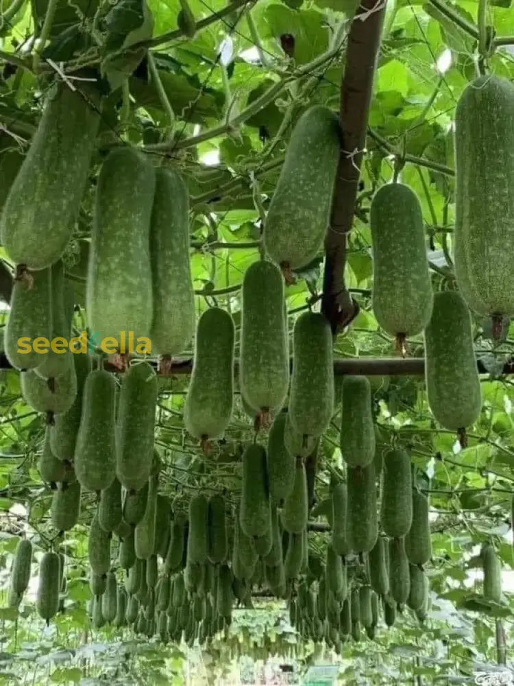 High germination Benincasa seeds for gardening