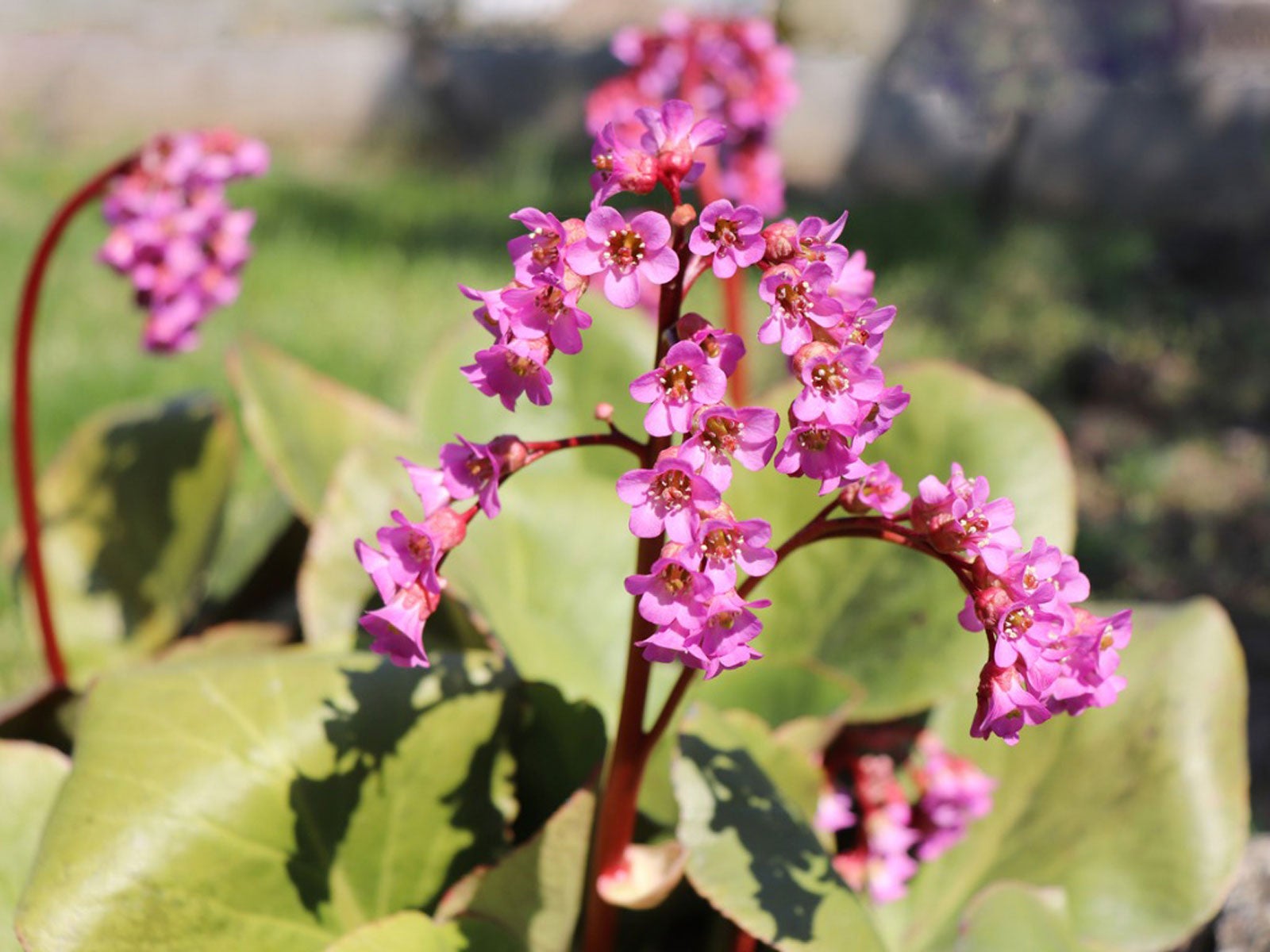 Non-GMO Bergenia Flower Seeds