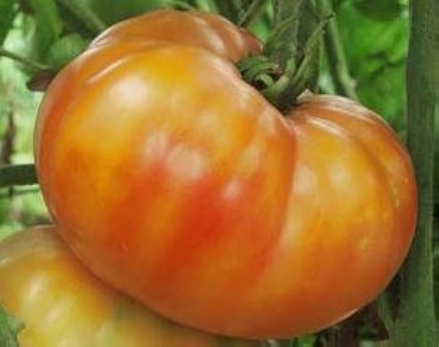 Non-GMO Big Orange tomato seeds