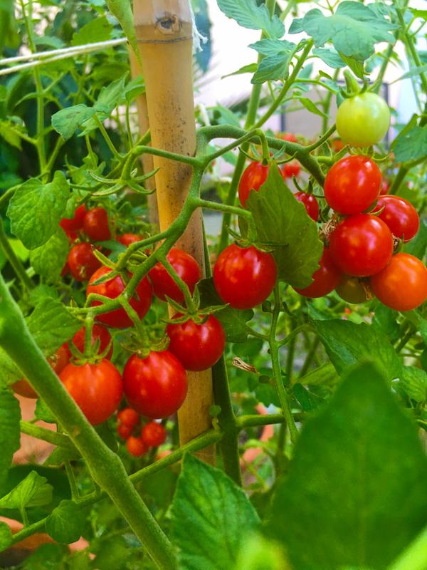 Non GMO Birdie Rouge tomato seeds
