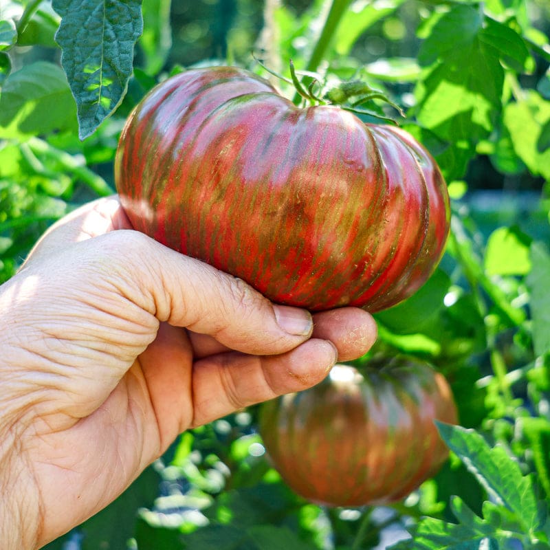 Non GMO black and pink tomato seeds