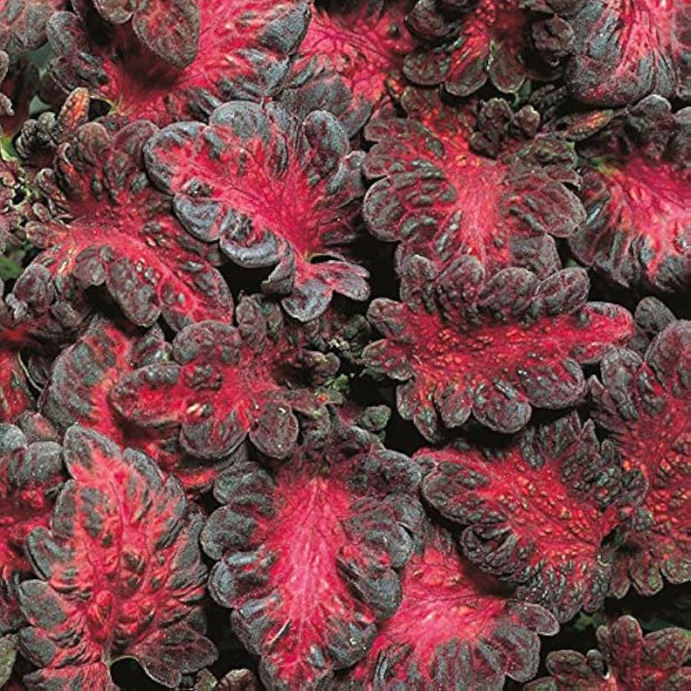 Non Gmo Black Dragon Coleus