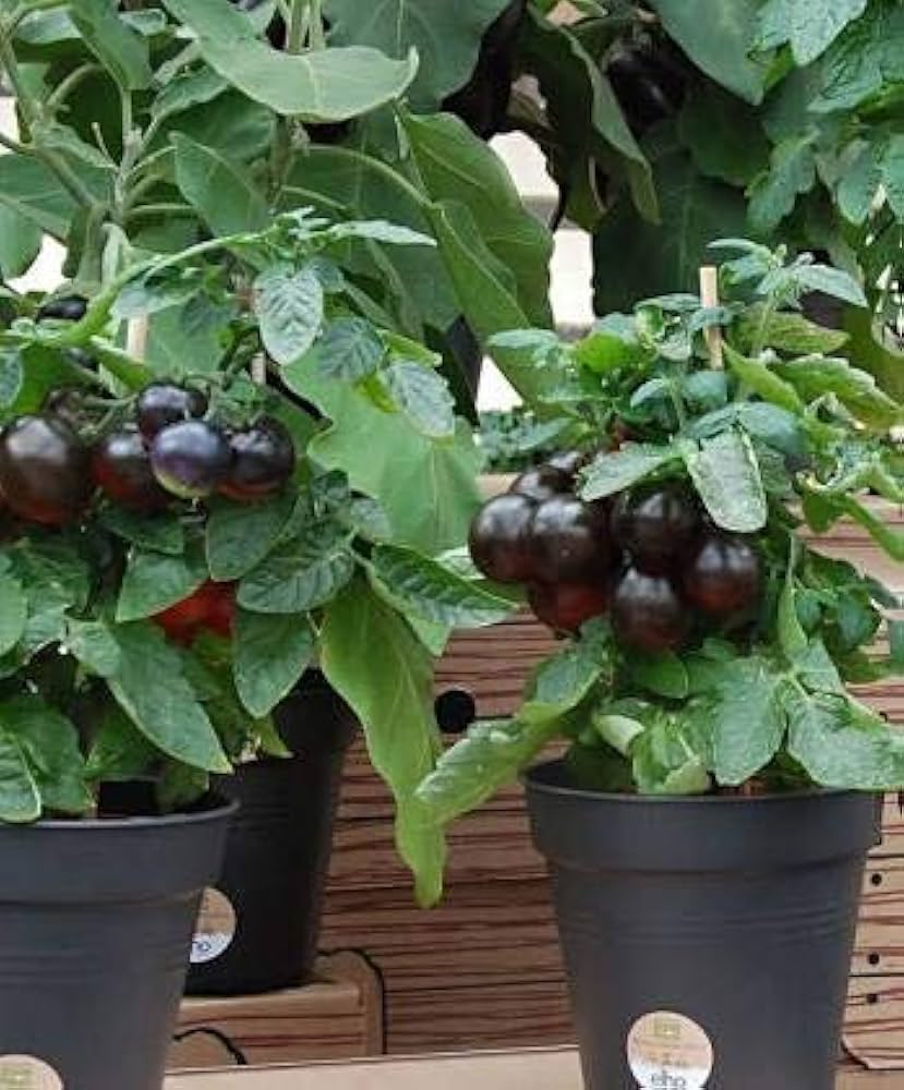Non GMO black and green tomato seeds