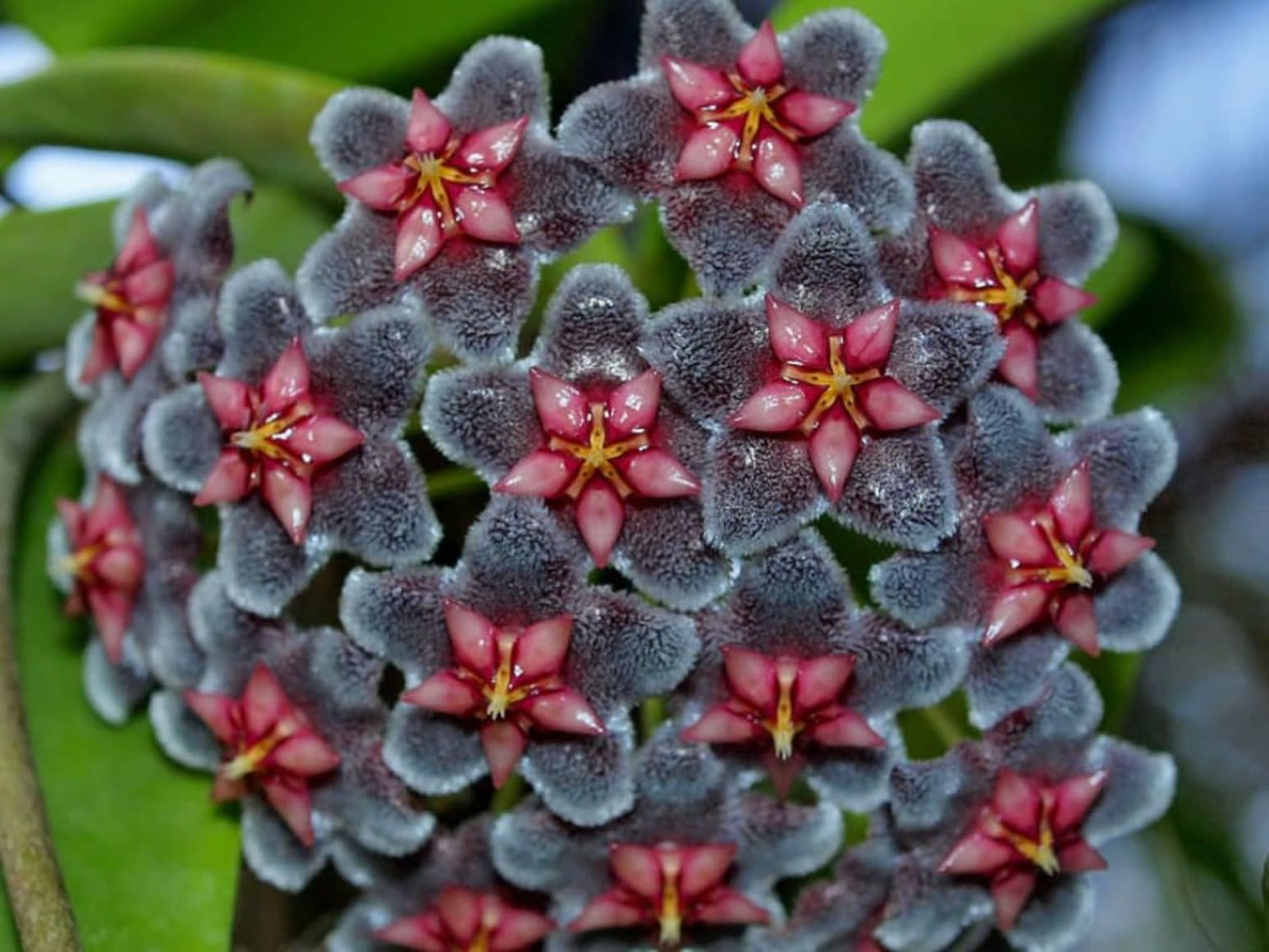 Non-GMO Black Hoya Flower Seeds