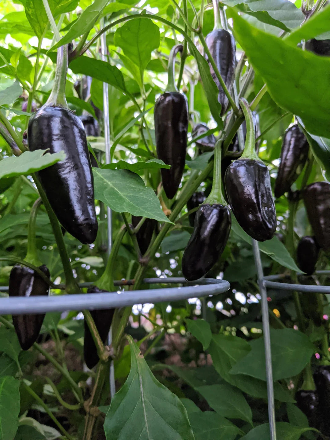 Non-GMO Black Hungarian pepper seeds for home gardens
