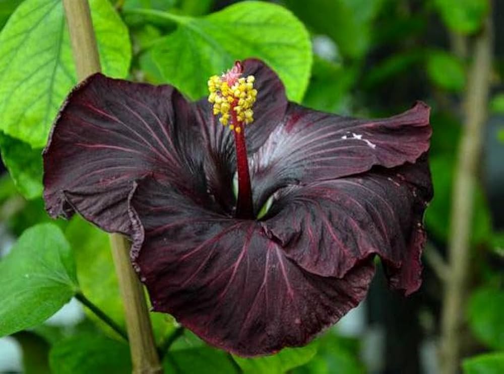 Non-GMO Black Maroon Hibiscus Seeds