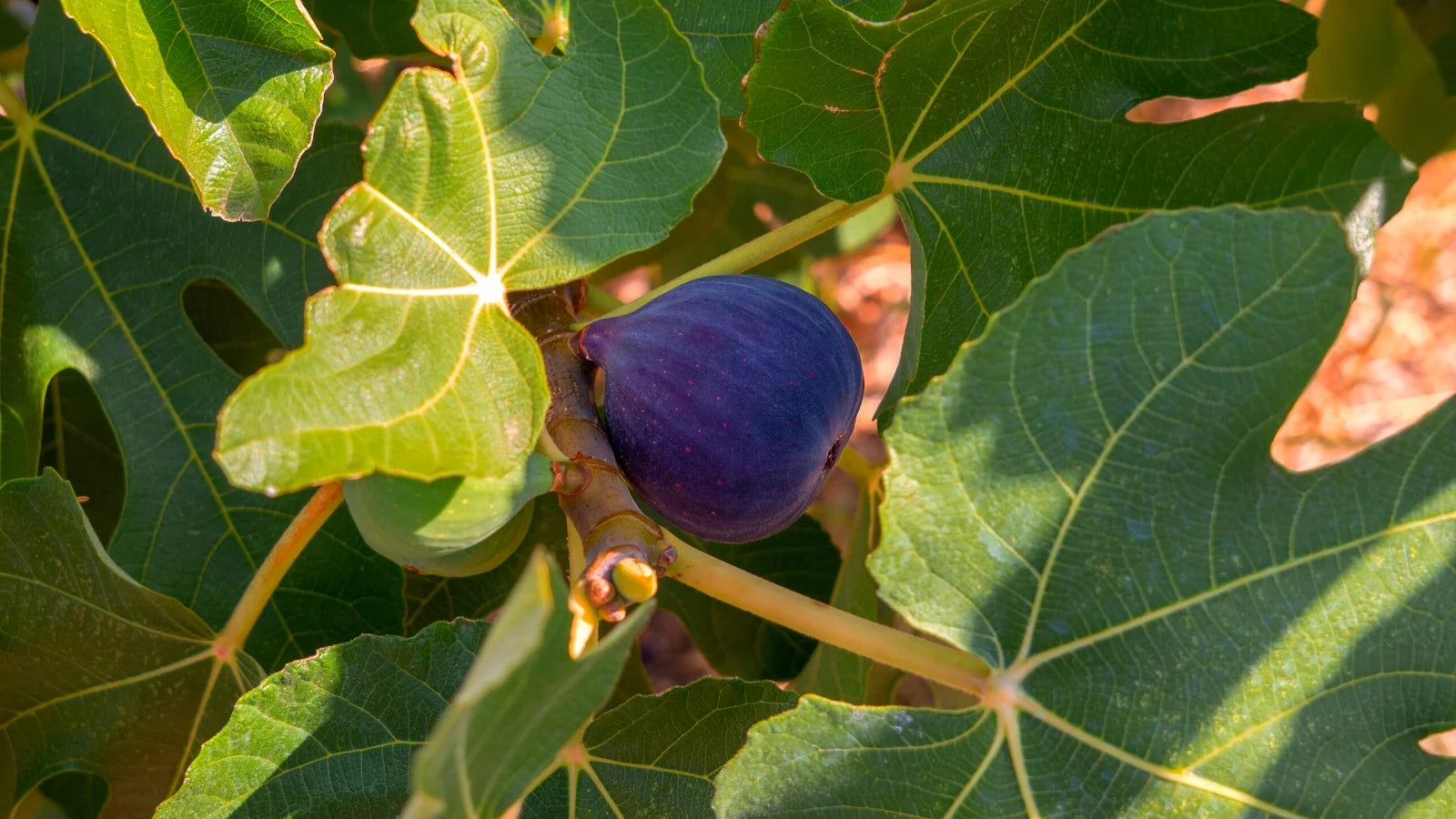 Non-GMO Black Mission fig seeds for home gardeners