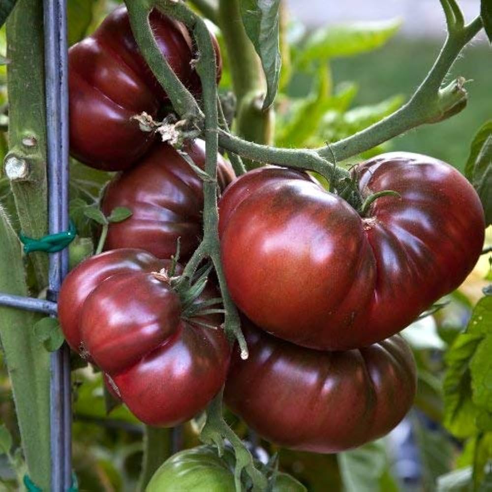 Non GMO black and orange tomato seeds
