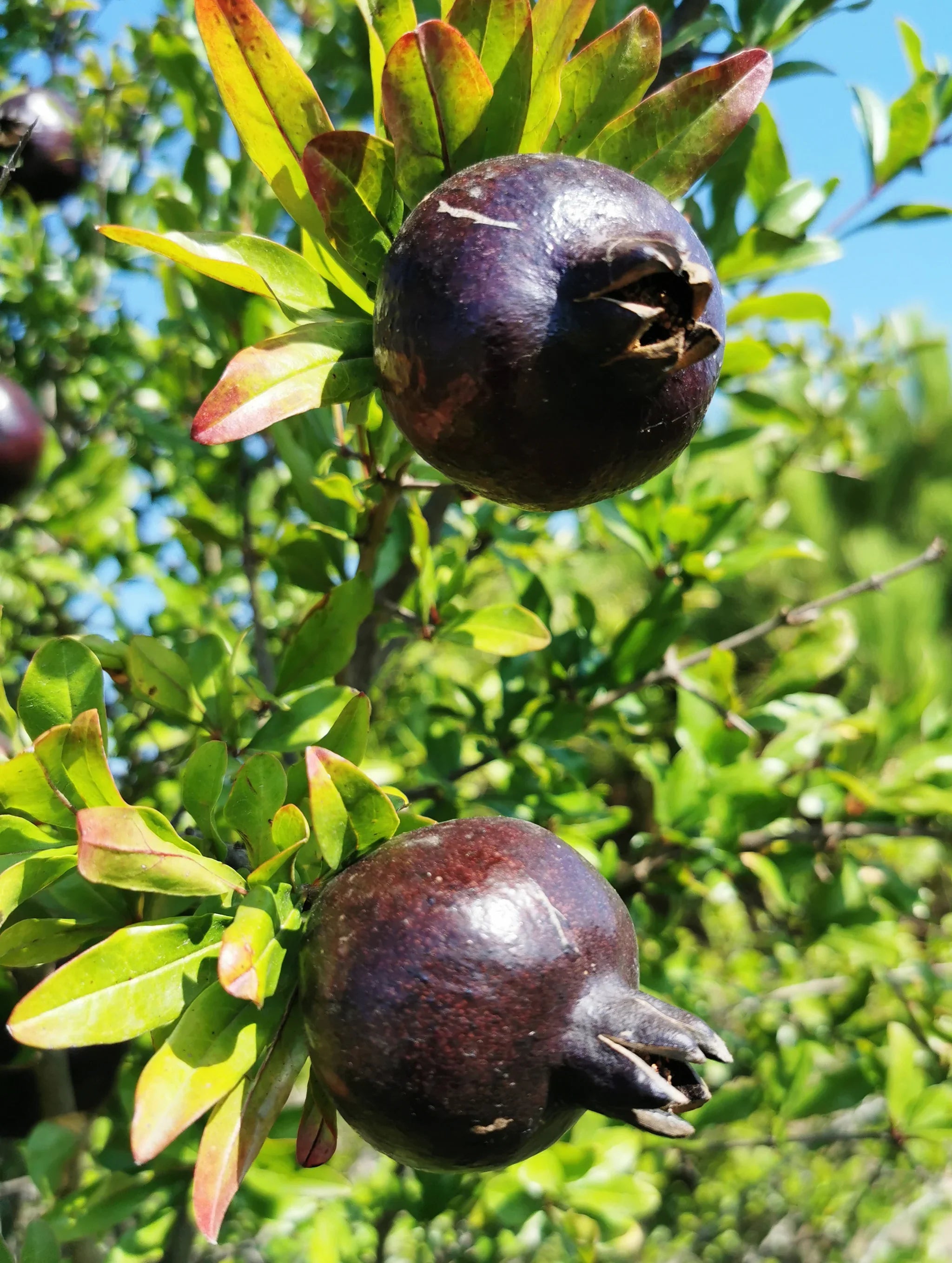 Non-GMO Black Pomegranate seeds for organic fruit growing