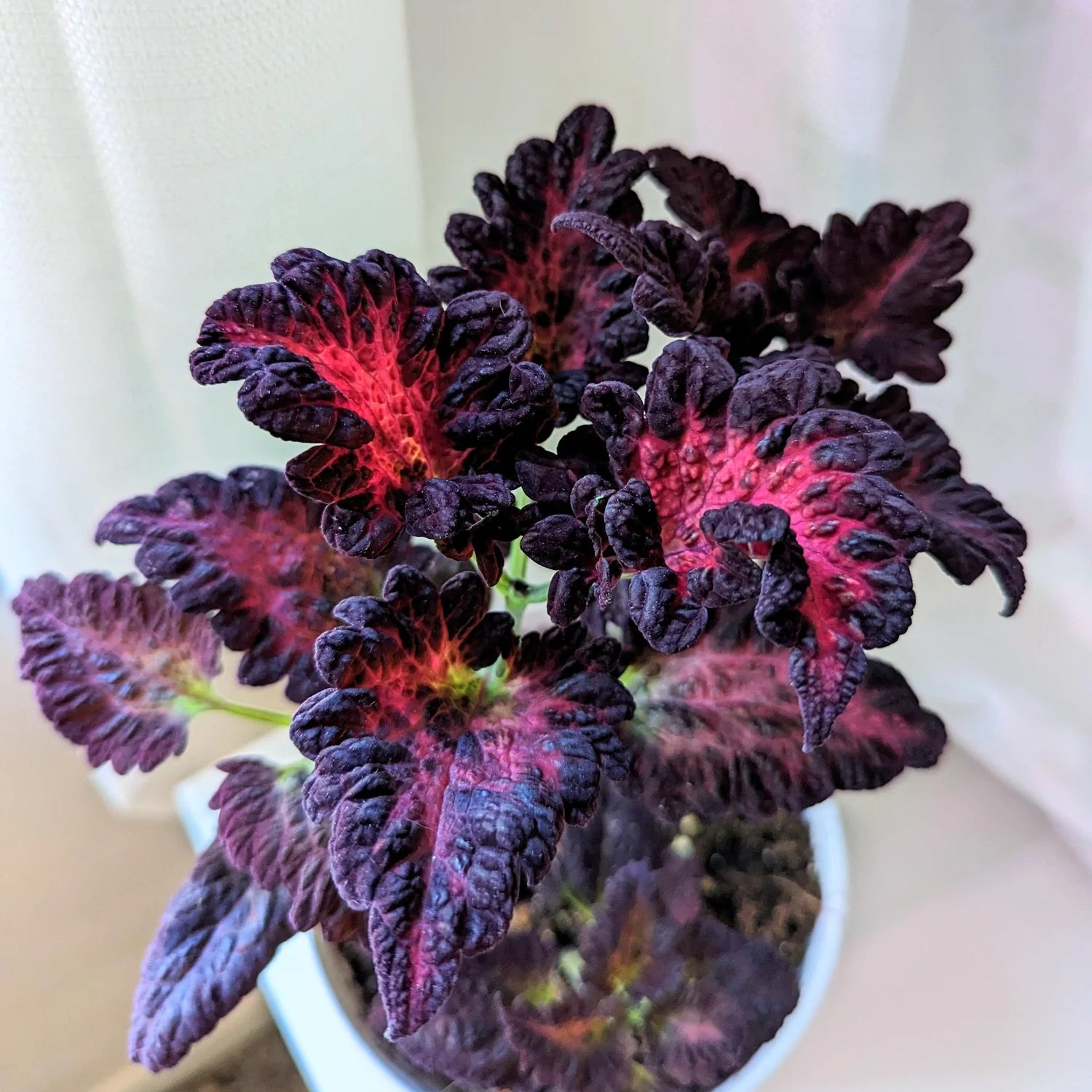 Non-GMO Black Red Dragon Coleus Seeds for Gardening