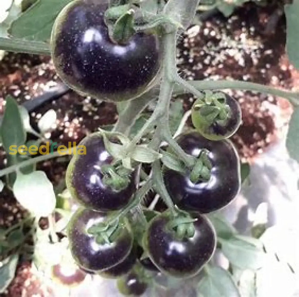 Non GMO black tomato seeds for warm season gardening
