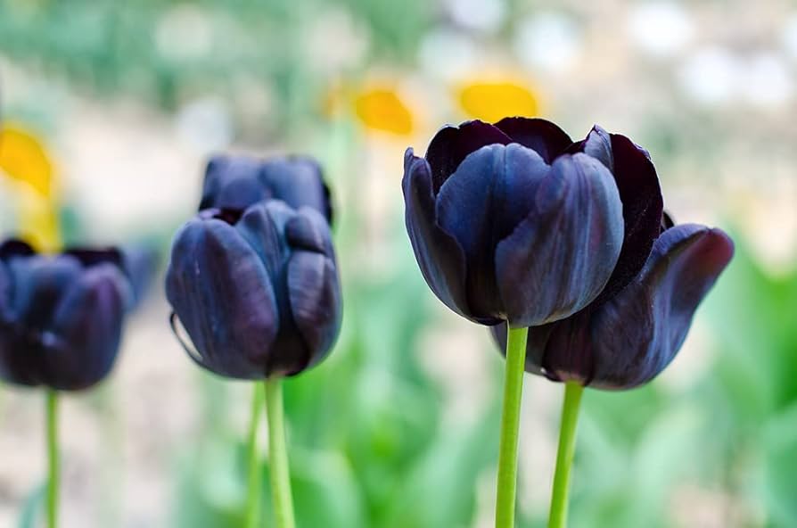 Non-GMO Black Tulip Seeds for Home Gardening