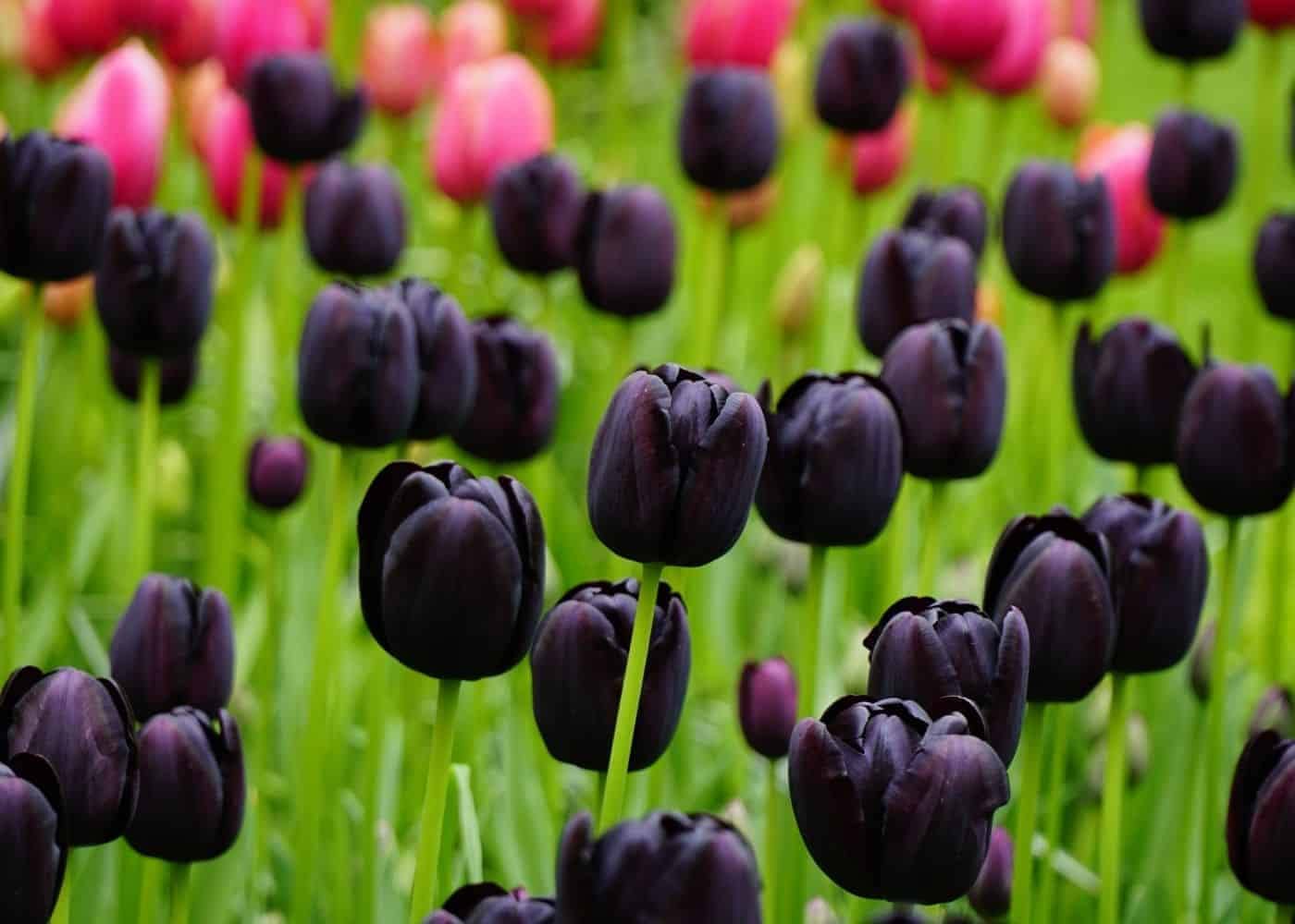 Non-GMO Black Tulip Seeds for Gardening